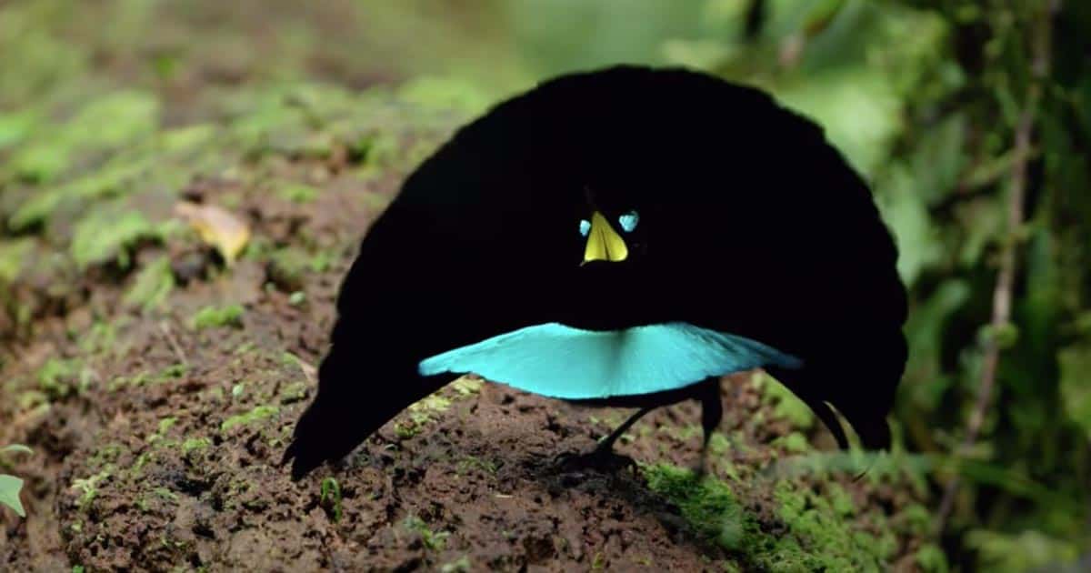 มารู้จักนกปักษาสวรรค์หนึ่งใน นกสายพันธุ์ต่างๆ ที่มีขนสีดำที่สุดในโลกกันเถอะ