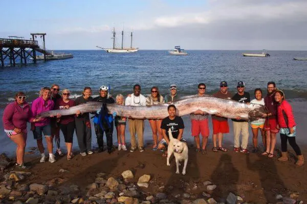 oarfish คือ, ปลาออร์ฟิช