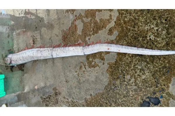 oarfish คือ, ปลาออร์ฟิช