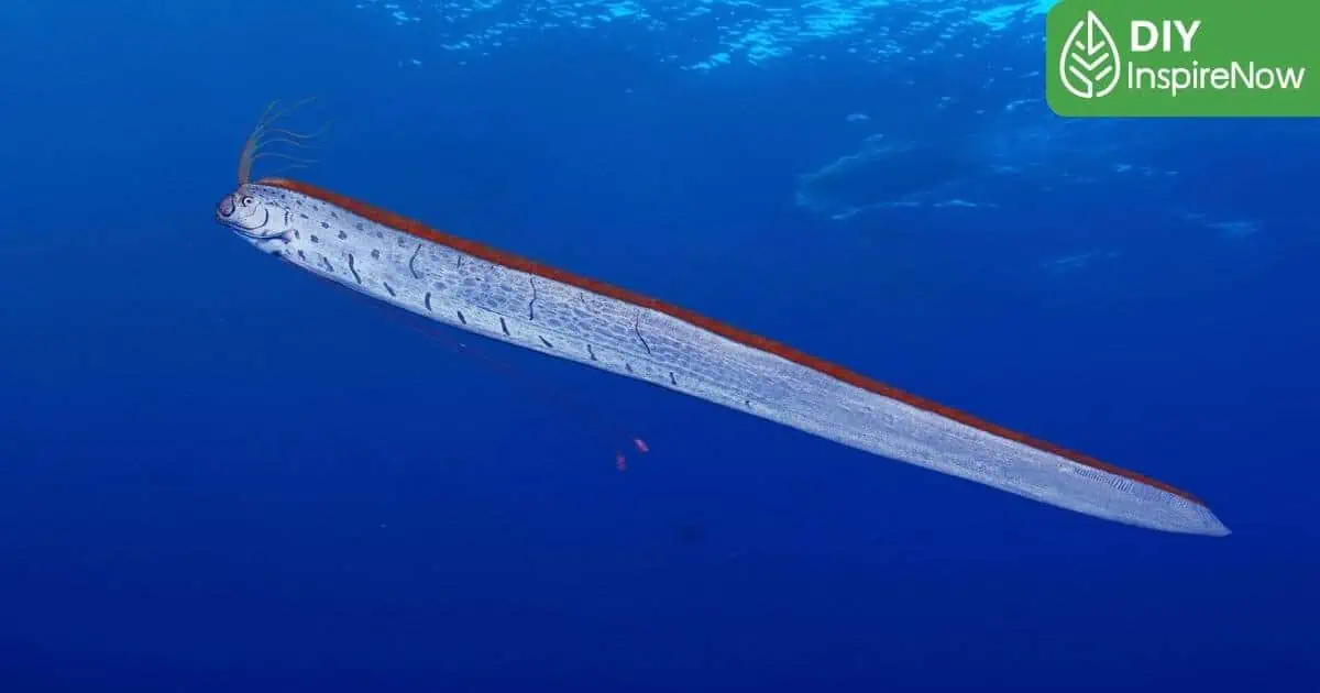 oarfish คือ, ปลาออร์ฟิช